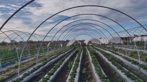 новый вид балаганов под клубнику 1 часть