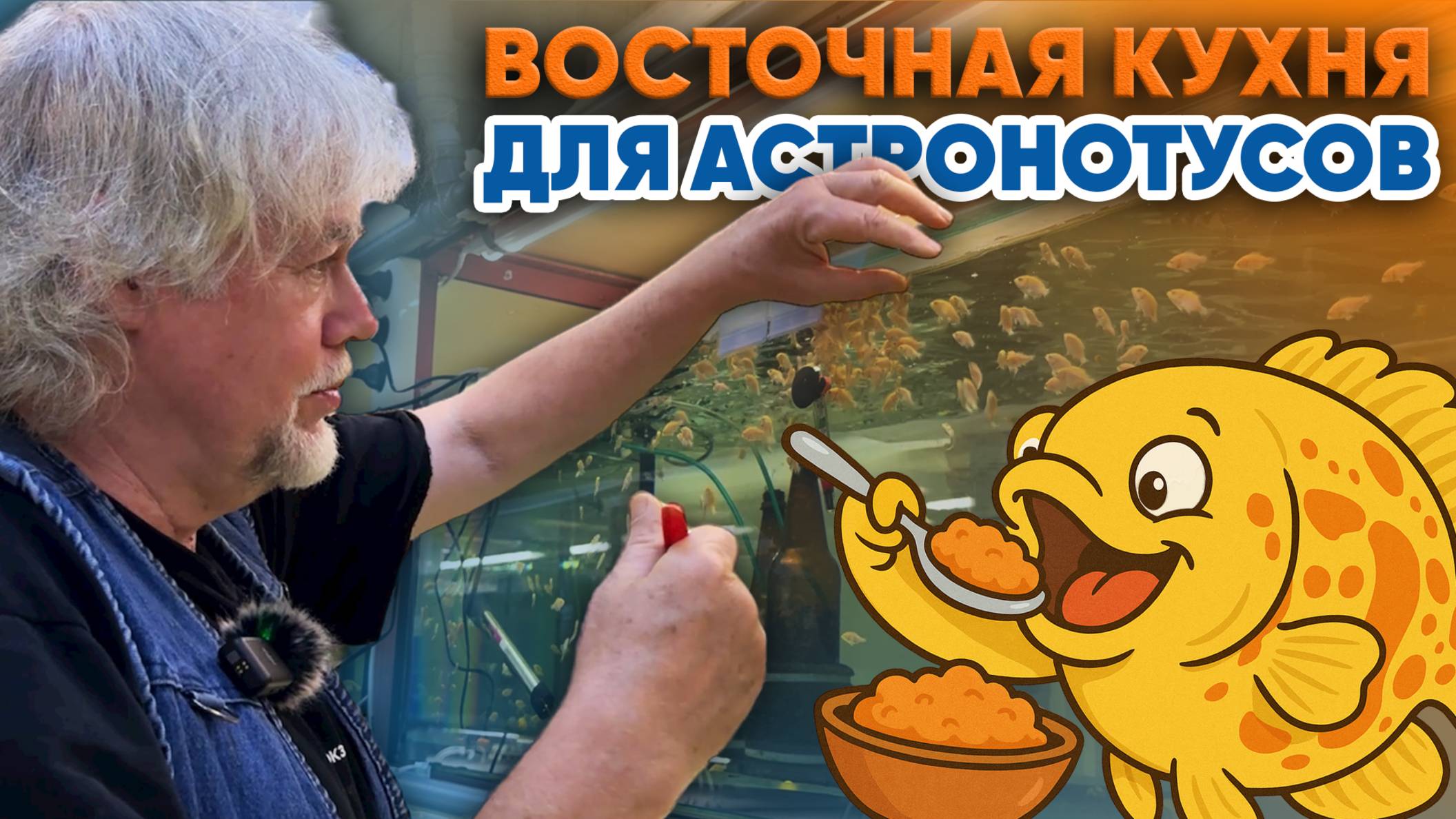 Аквариумные истории из ЭКЗОМЕНЮ (31.10.2025). Восточная кухня для астронотусов. смотреть онлайн