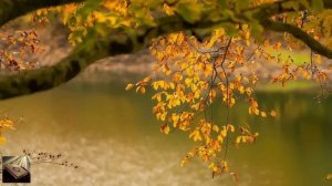 Сура Ясин на фоне природы