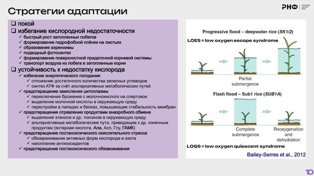 Исследование стратегий адаптации растений к недостатку кислорода на основе омиксных технологий смотреть онлайн