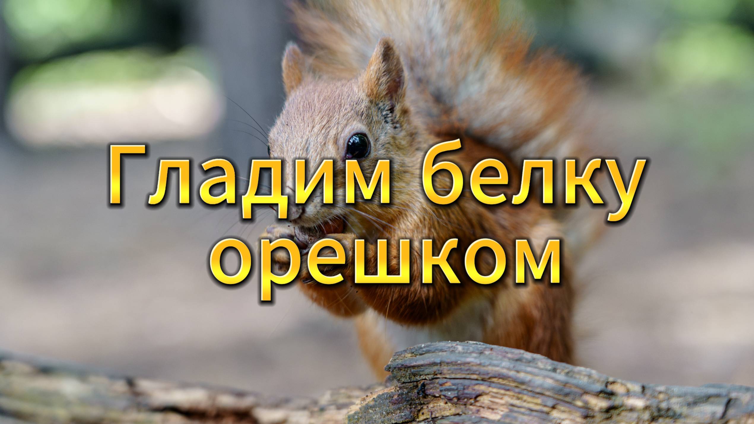 «Гладим белку орешком: первый опыт общения с дикой красавицей» смотреть онлайн