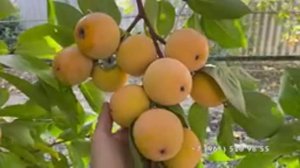 Урожай хурмы в Новороссийске 29 октября 2025 год.