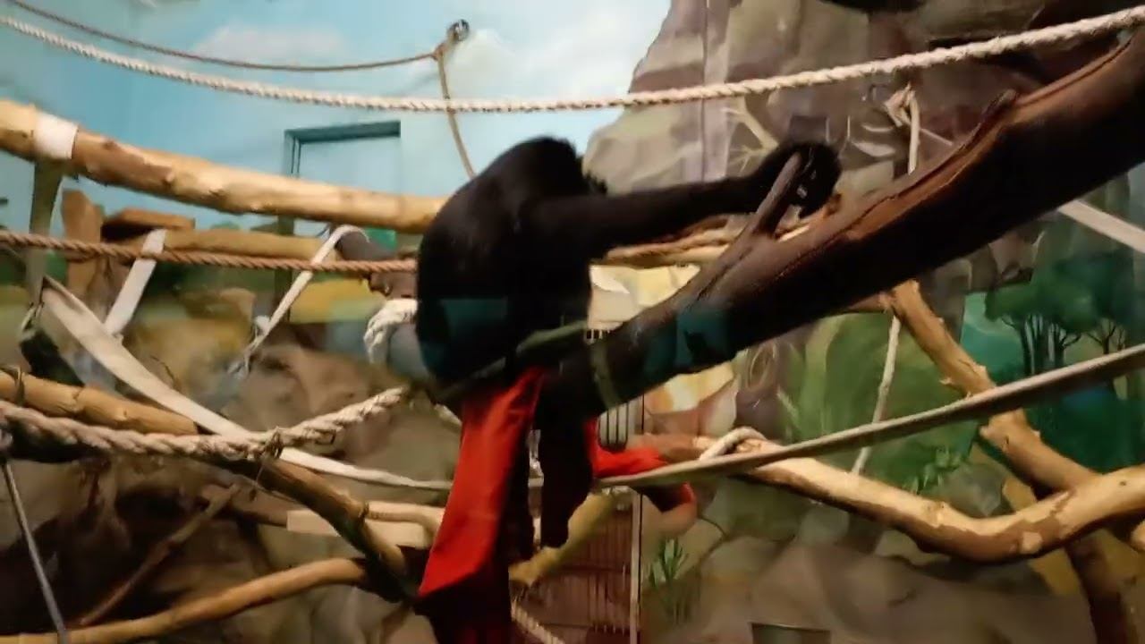 Сиаманги отбирают тряпку друг у друга 27.10.2025 смотреть онлайн