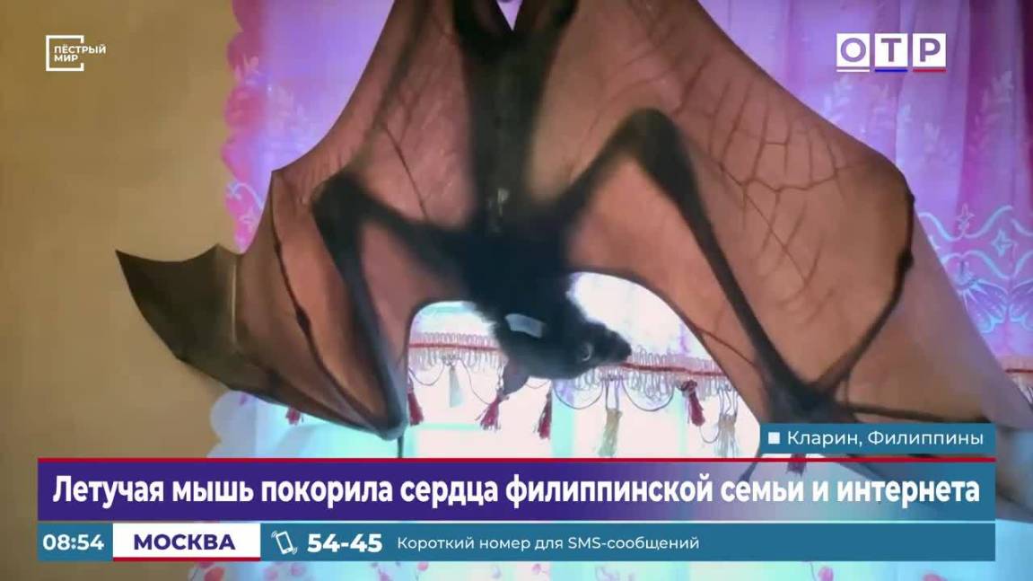 Летучая мышь покорила сердца филиппинской семьи и интернета смотреть онлайн
