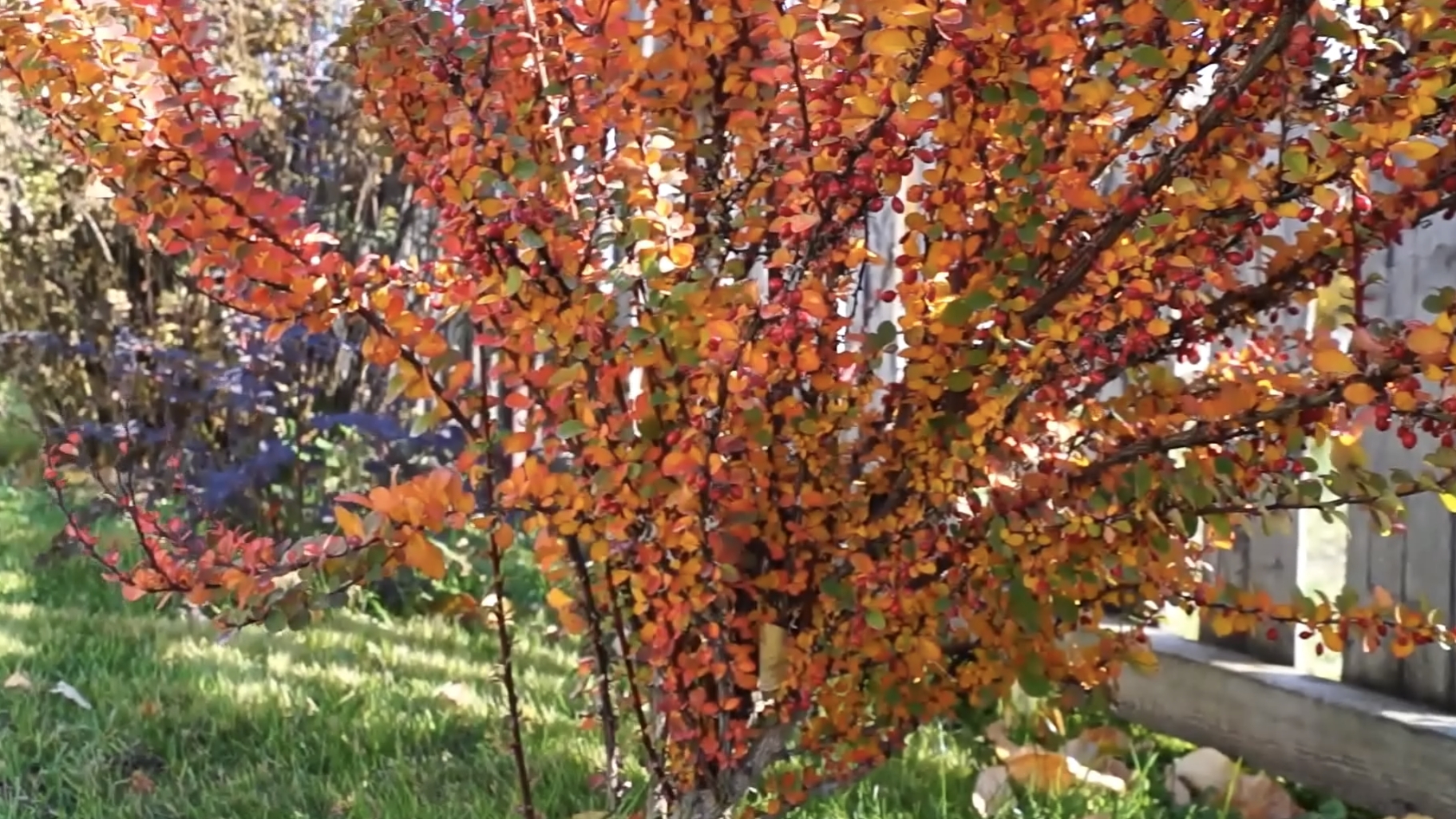 Осень. Подготовка газона к зиме. смотреть онлайн