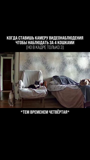 Пока три кошки спокойно позировали в кадре, четвёртая - устраняла улики!