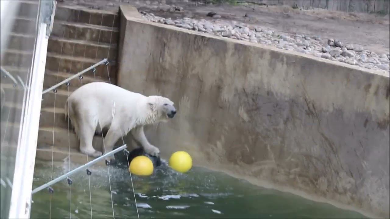 Утро у медвежат начинается с водных процедур 30.10.2025 смотреть онлайн