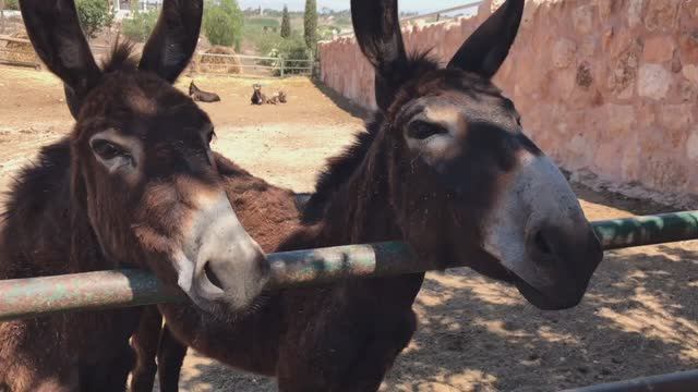 Кипр ослинная ферма / Donkey farm dipotamos смотреть онлайн