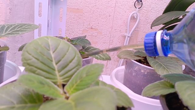 Утро начинается с полива глоксиний 🤗красотки растут и хотят пить водичку, как я поливаю свои глокси смотреть онлайн