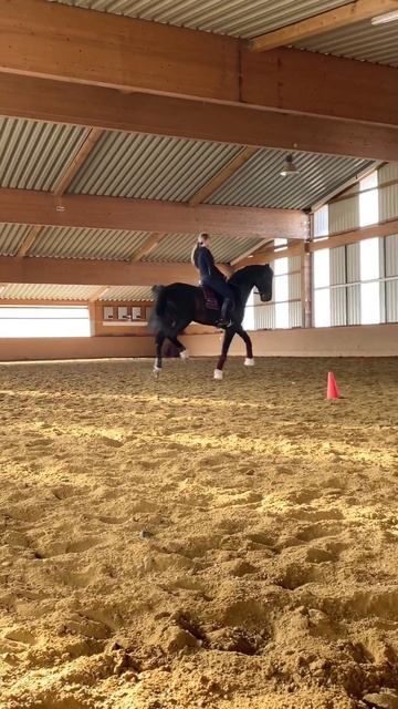 Лошадь танцует