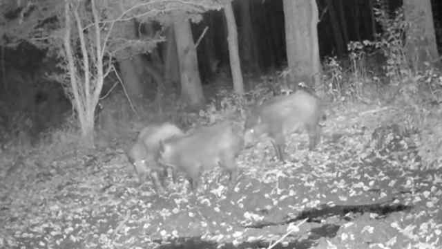 Кабаны видео фото ловушки смотреть онлайн