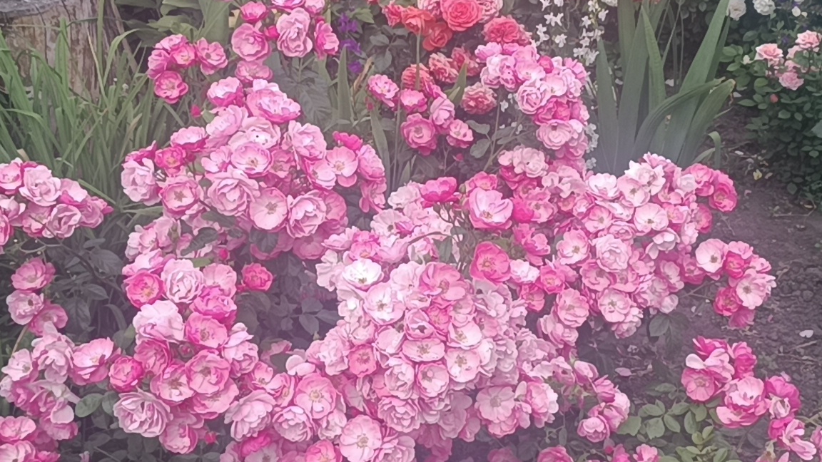 Ангельская роза Ангела ( Анжела, Angela).