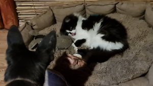 Пыльная работёнка, пёстрые карасики и дружные питомцы