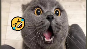 СМЕШНЫЕ КОТЫ, ЛУЧШИЕ ПРИКОЛЫ С КОТАМИ, КОШКИ, ЖИВОТНЫЕ