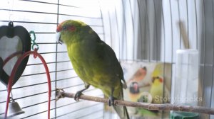 Удивительные факты о попугаев