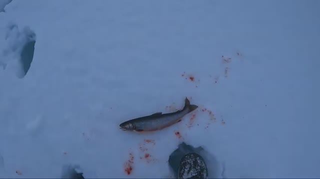 Гремиха накормила. Голец и Кумжа. Отличная рыбалка! смотреть онлайн