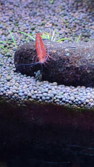 Итоги работы улиток теодоксусов