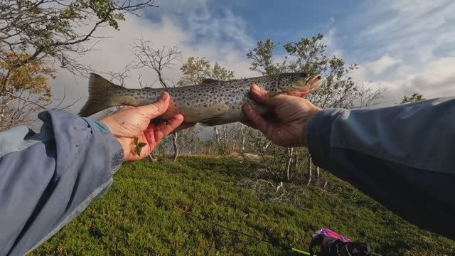 Гремиха снова кормит. Большая кумжа. смотреть онлайн