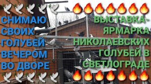 🕊🕊🕊 Снимаю своих голубей дома вечером. Выставка-ярмарка николаевских голубей в Светлограде.