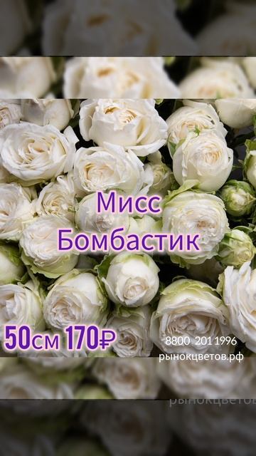 Кустовая роза