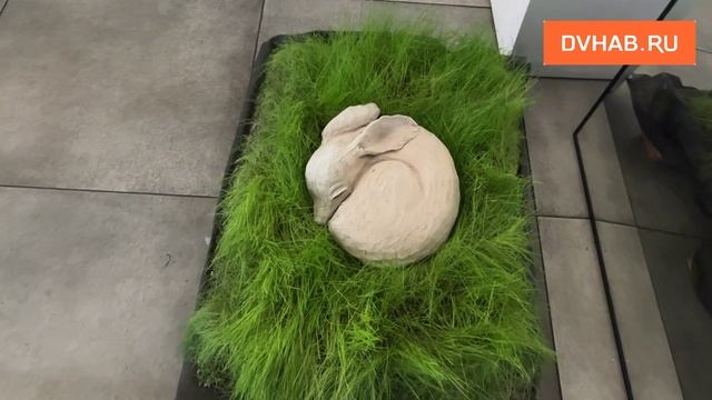 Кружки с пян-се и вазы с лапшой: выставка керамики проходит в Хабаровске смотреть онлайн