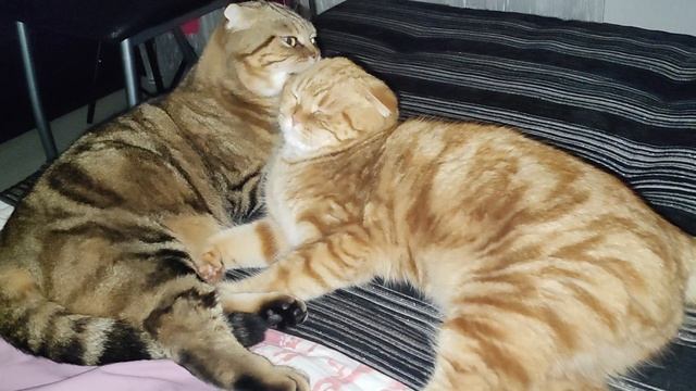 любимка Луняшкина🥰 даже детей своих так не нянькала смотреть онлайн