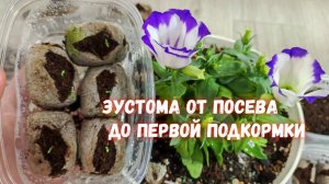 Сейте ЭУСТОМУ ТАКИМ СПОСОБОМ и Всходы будут 100%