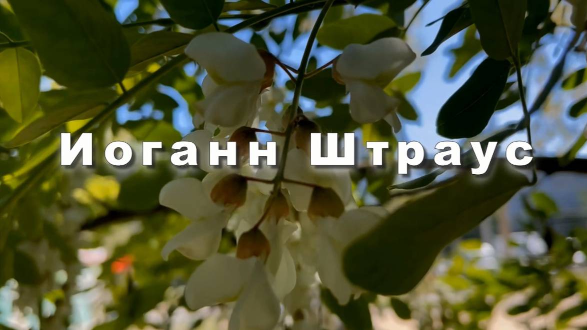 Иоганн Штраус, сын. Вальс весенние голоса. Классическая музыка смотреть онлайн