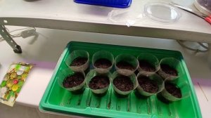 Конец октября 2025 г.Кактусы из семян