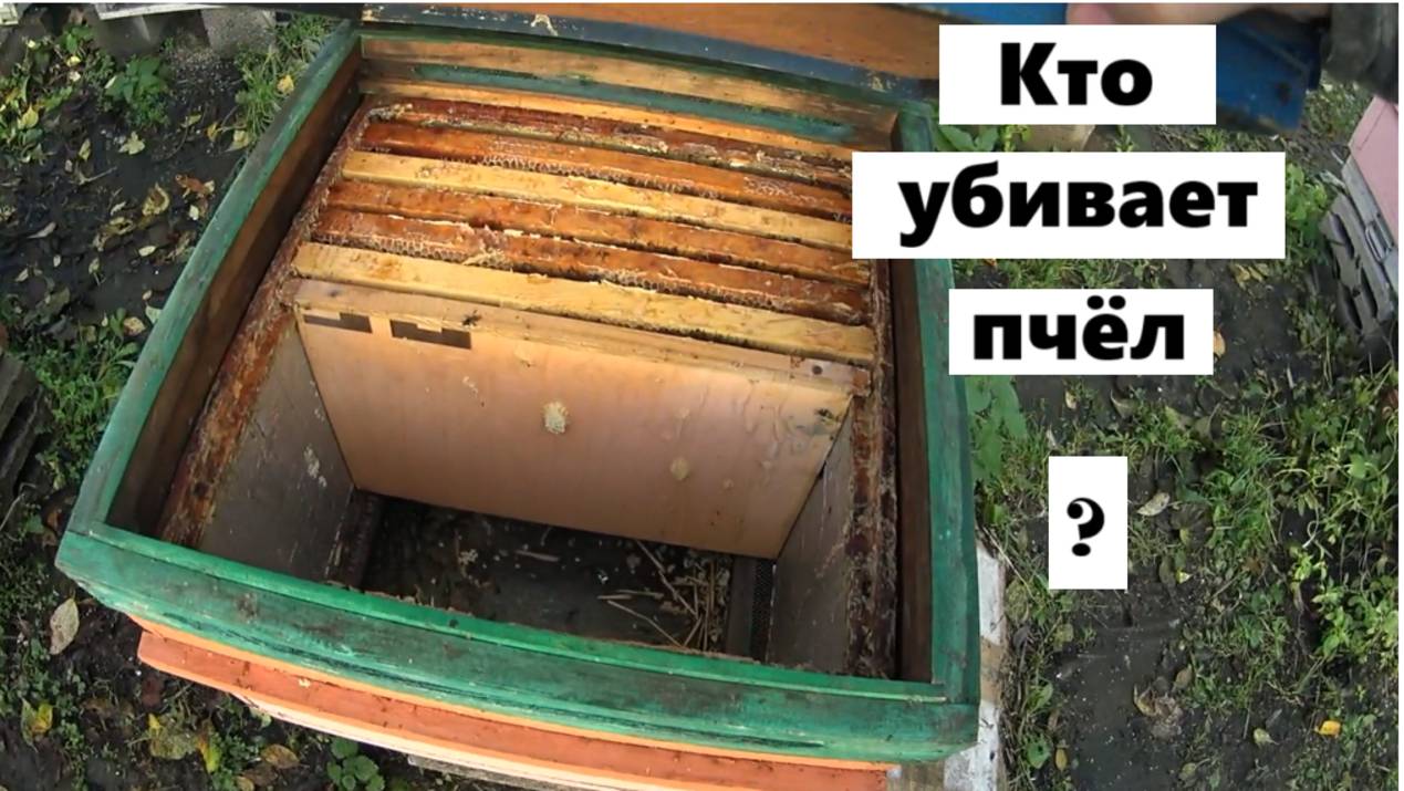 Кто убивает наших пчёл ? смотреть онлайн