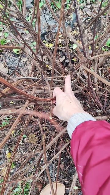 Осенняя обрезка кустарников. смотреть онлайн