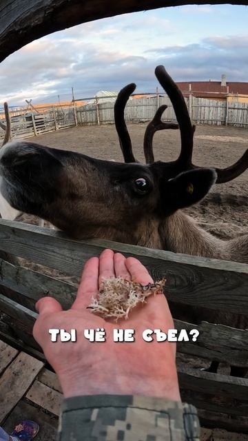 Кормим оленей ❤️