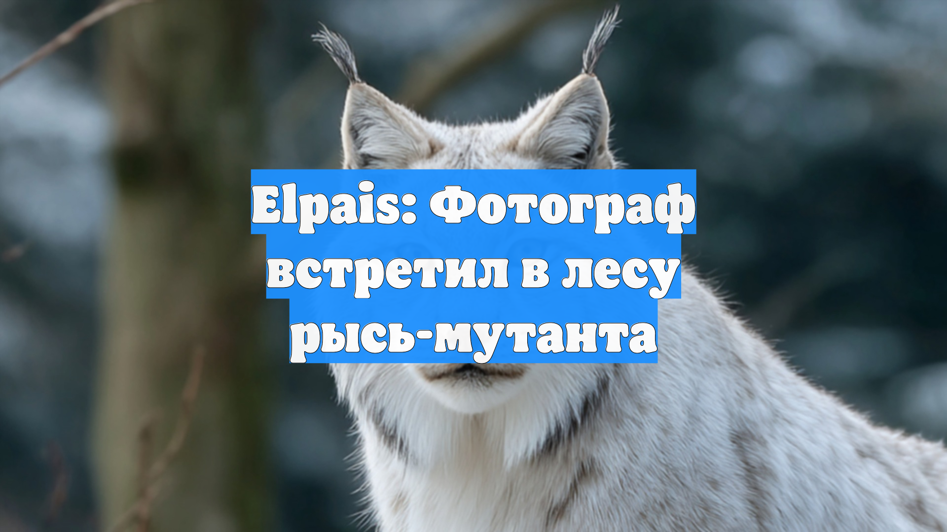 Elpais: Фотограф встретил в лесу рысь-мутанта