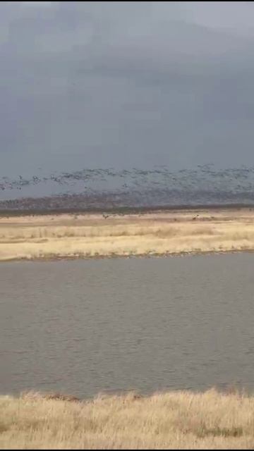 Охота на Гуся - Едим за гусём смотреть онлайн