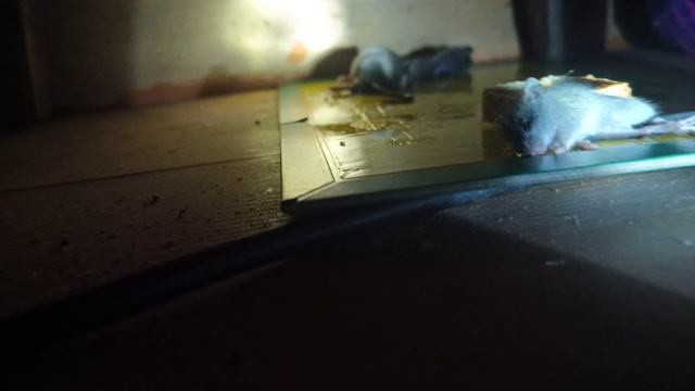 Мышеловка клеевая для мышей смотреть онлайн