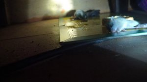 Мышеловка клеевая для мышей