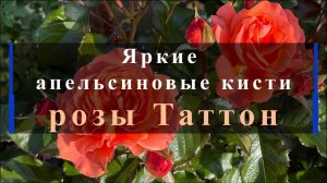 Яркие апельсиновые кисти розы Таттон