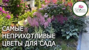 САМЫЕ НЕПРИХОТЛИВЫЕ ЦВЕТЫ