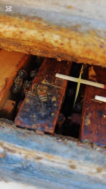 Последние лекарство для пчел перед зимовкой #мед24на7