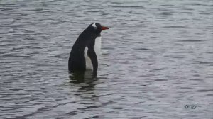 История пингвина под известную музыку Эннио Морриконе