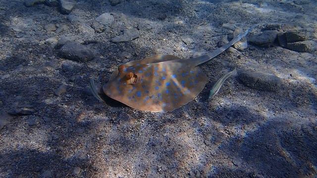 Синепятнистый скат-хвостокол + камбала и "нахлебники"