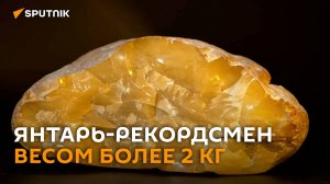 Янтарь-рекордсмен весом более 2 кг добыли в Калининграде