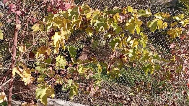 ✅Началась битва с мокрой землëй: реалии дачного труда. Начало. 30.10.25 смотреть онлайн