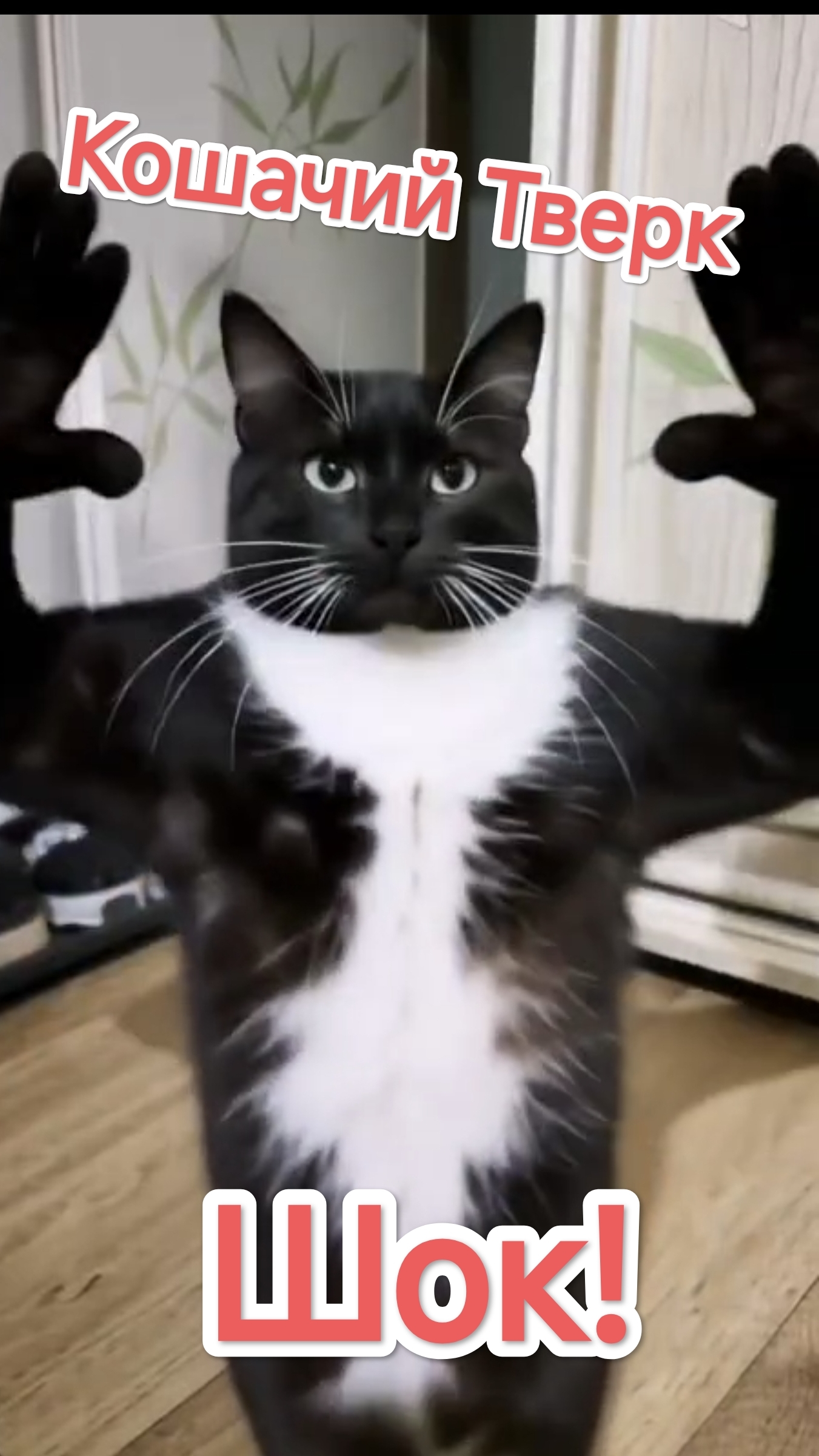 Кошачий тверк — шок! 😲 смотреть онлайн