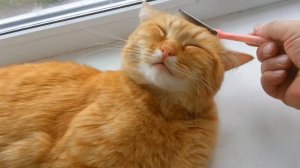 Кошка, друг человека