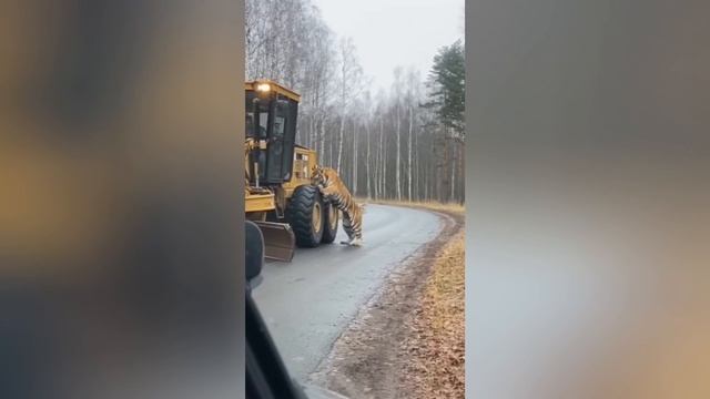Сгенерированный ИИ тигр «напал» на колесо грейдера в Хабаровском крае смотреть онлайн