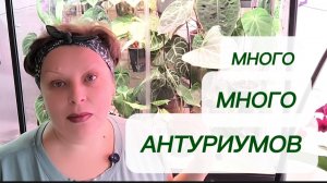 Неделя антуриумов. МНОГО-МНОГО НОВИНОК В АНТУРИУМНОЙ КОЛЛЕКЦИИ. 31-10-2025