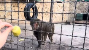 Люська ЖЖЕТ и ВСПОМИНАЕТ ДЕТСТВО, позже она попросилась домой и как же ее ВСТРЕТИЛ Елисей?))