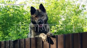 Котлеты с ядом подбрасывают в частные дома неизвестные догхантеры