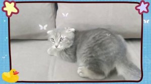 🌟 Вислоухие котята и красивые породы кошек.